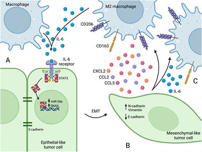 Macrophages in tumor cell migration and metastasis